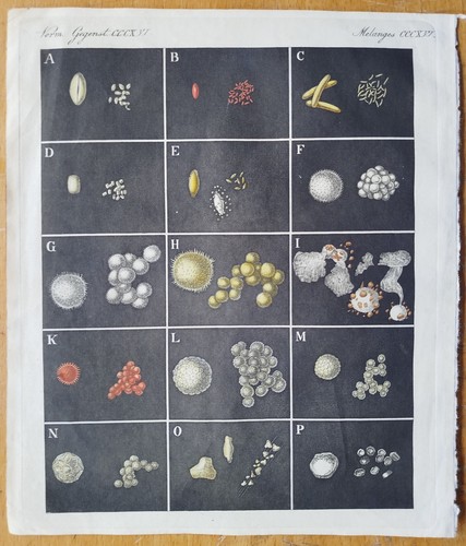 Pollen bertuch - #,